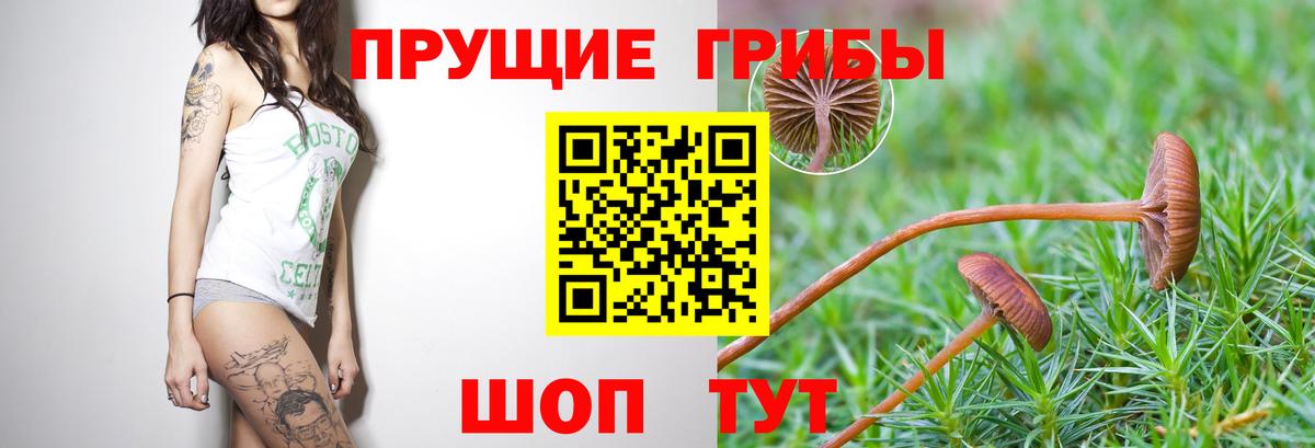 Галлюциногенные грибы Psilocybe Лесной